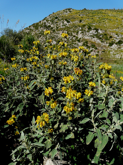 Phlomis fruticosa / Salvione giallo